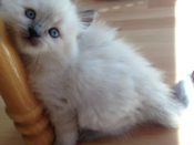 Kittens from Previous Litters