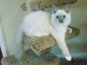 Blue Point Baby with Mittens