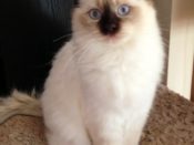 Chocolate Point Girl