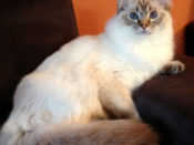 Chocolate Lynx Point Girl