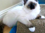 Seal Point with Mittens Baby Kitten