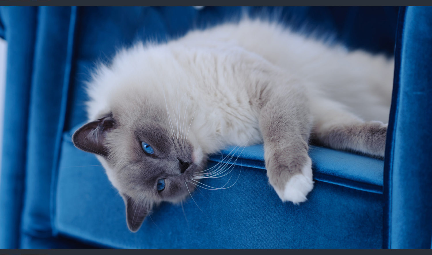 Beautiful Ragdoll cats and kittens for sale in Bay Area ...